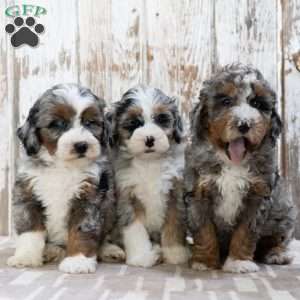 Robert, Mini Bernedoodle Puppy